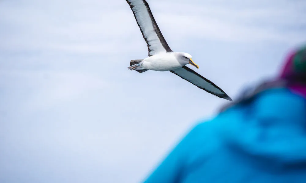 Otago Peninsula Wildlife Cruise | Experience OZ + NZ-5
