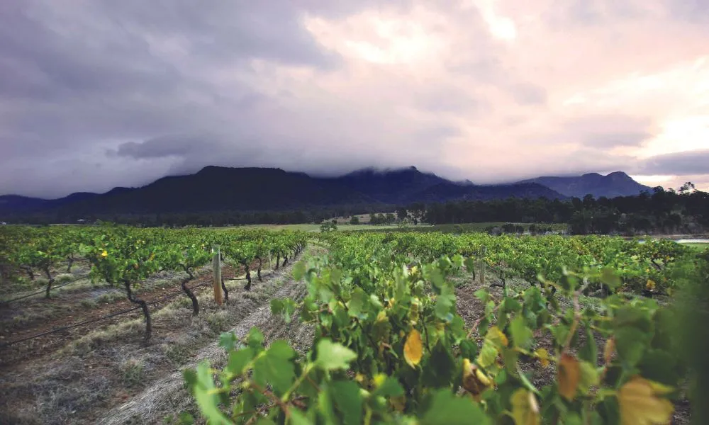 Hunter Valley Self Guided Picnic Winery Tour |Experience Oz-6