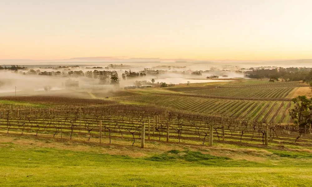 Hunter Valley Self Guided Picnic Winery Tour |Experience Oz-4