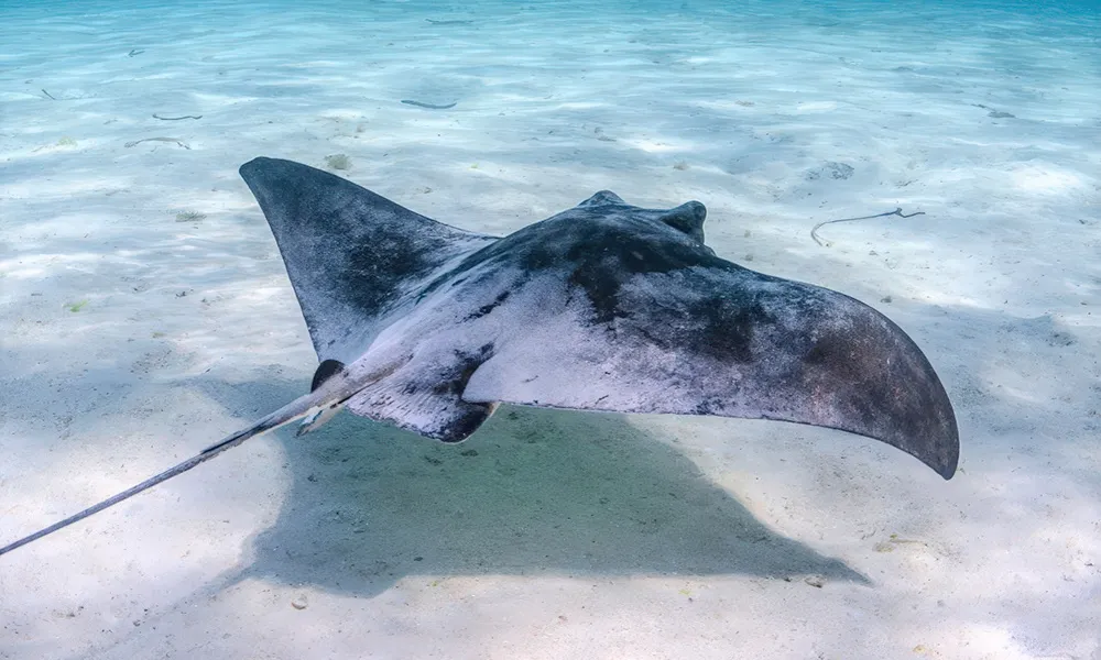 Rottnest Island Full Day Sail Cruise - Book Now | Experience Oz-5