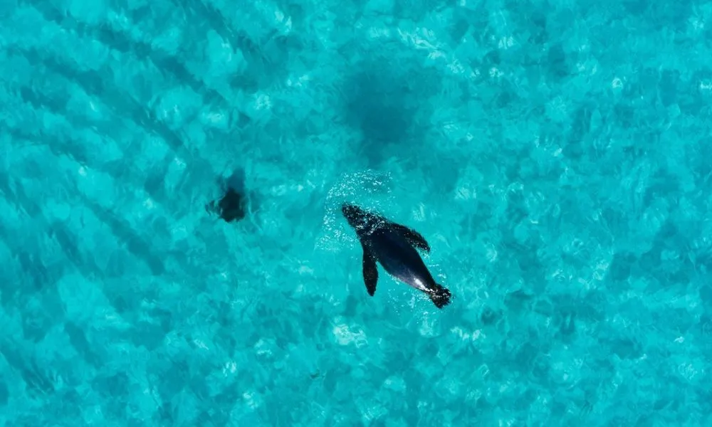 Carnac Island Half Day Sail Cruise - Book Now | Experience Oz-3