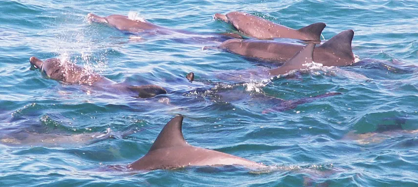Jervis Bay Dolphin Day Tour from Sydney - Book Now | Experience Oz
