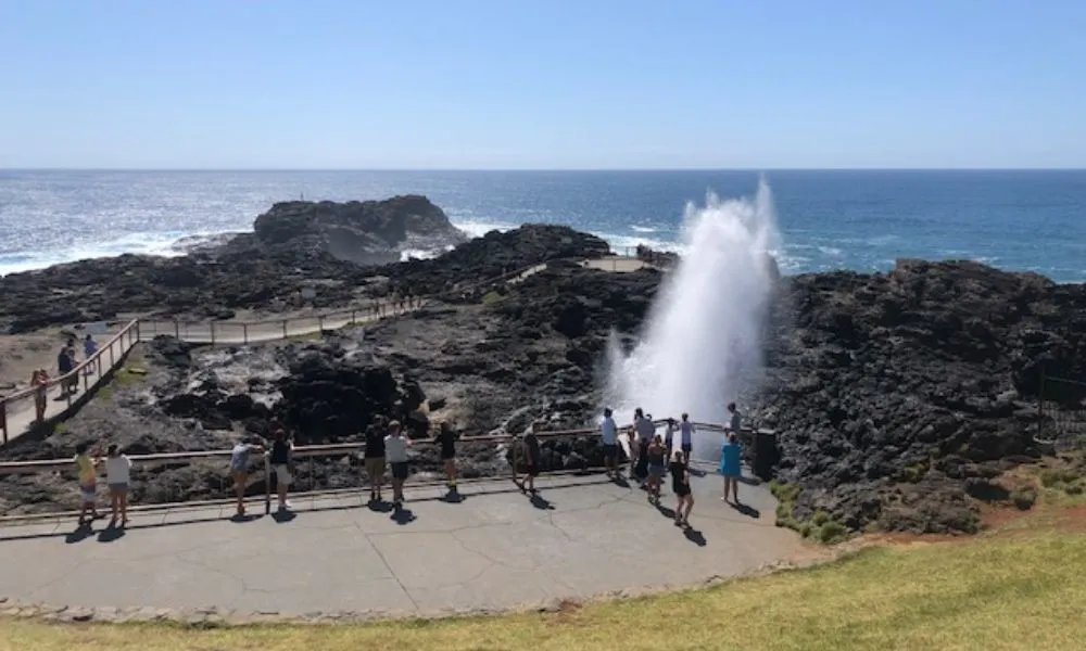 Jervis Bay Dolphin Day Tour from Sydney - Book Now | Experience Oz-8