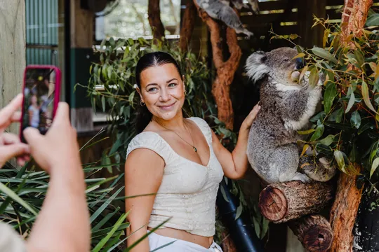 Jervis Bay Beach and Koalas