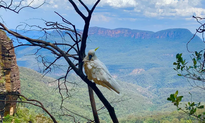 Blue Mountains Day Tour – Book Now | Experience Oz + NZ