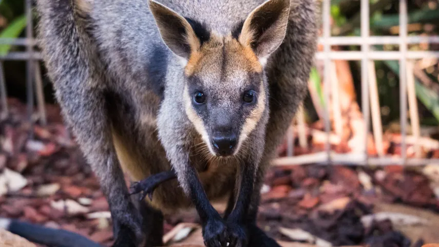 Blue Mountains Day Tour – Book Now | Experience Oz + NZ