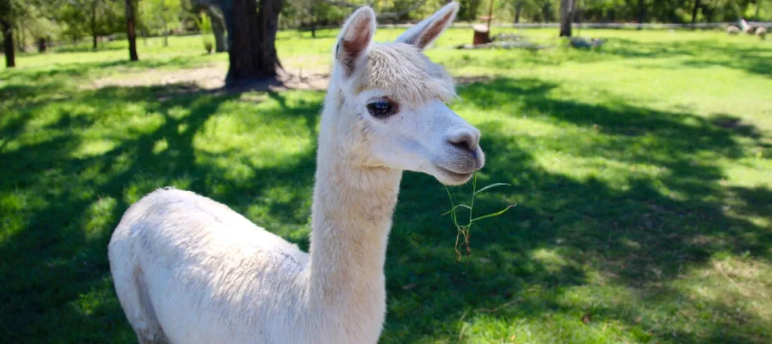 Brisbane Half Day Farm Tour - Buy Now | Experience Oz + NZ-1