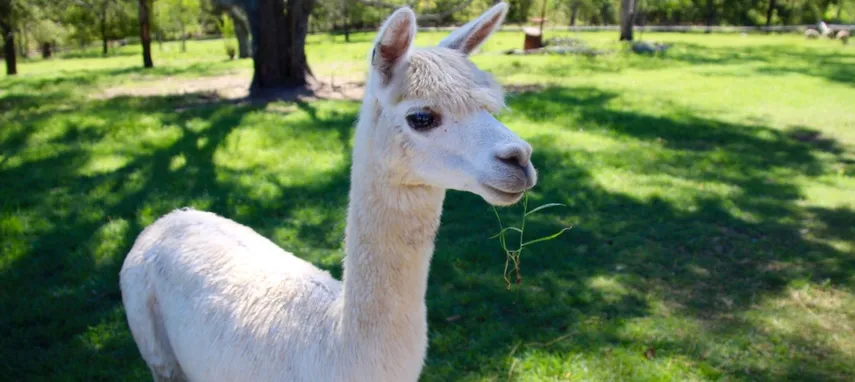 Brisbane Half Day Farm Tour - Buy Now | Experience Oz + NZ