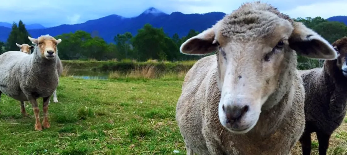 Brisbane Half Day Farm Tour - Buy Now | Experience Oz + NZ-3