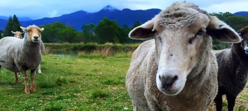 Brisbane Half Day Farm Tour - Buy Now | Experience Oz + NZ