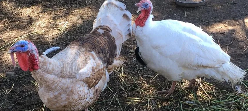 Brisbane Half Day Farm Tour - Buy Now | Experience Oz + NZ