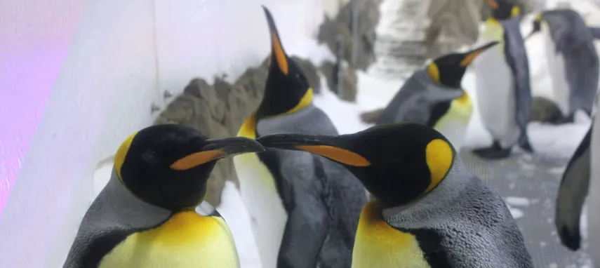 SEA LIFE Melbourne Penguin Encounter - Buy Now | Experience Oz + NZ