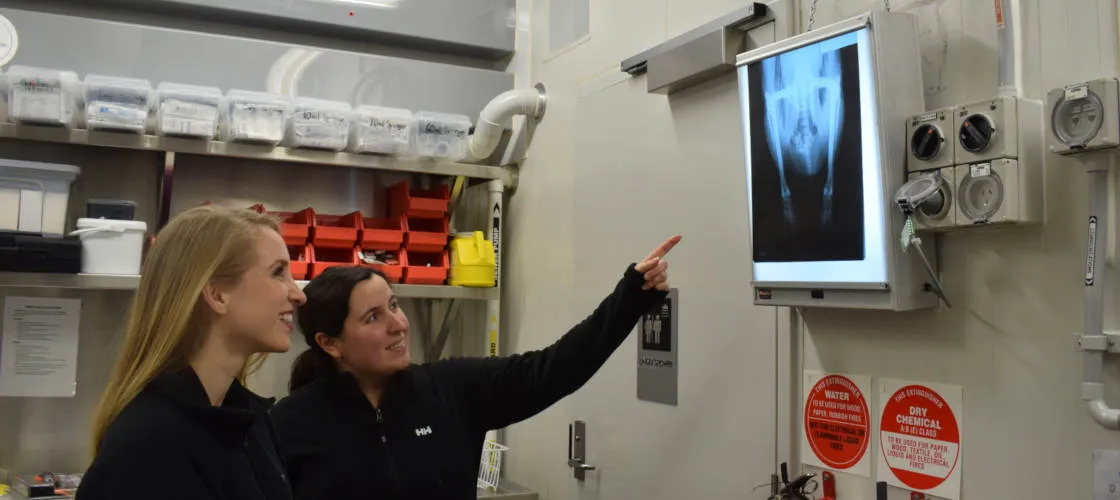 SEA LIFE Melbourne Penguin Encounter - Buy Now | Experience Oz + NZ-6