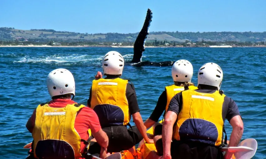 Byron Bay Sea Kayaking Tour - Book Now | Experience Oz