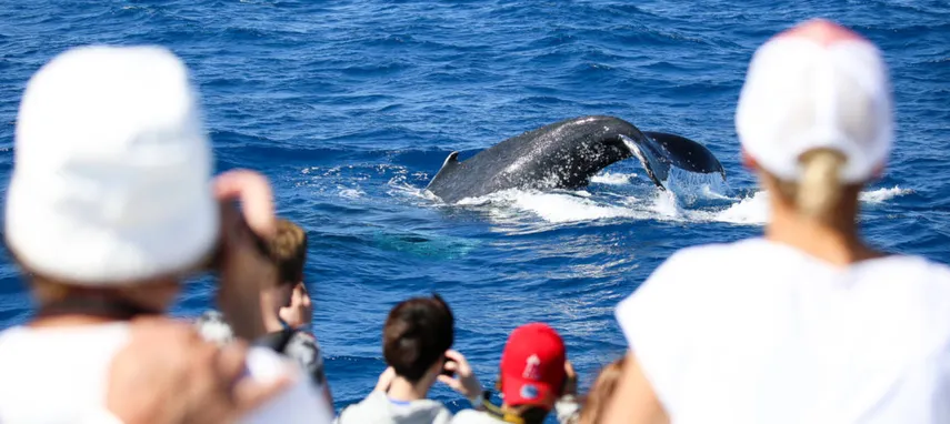 Cairns Whale Watching and Fitzroy Island Adventure | Experience Oz