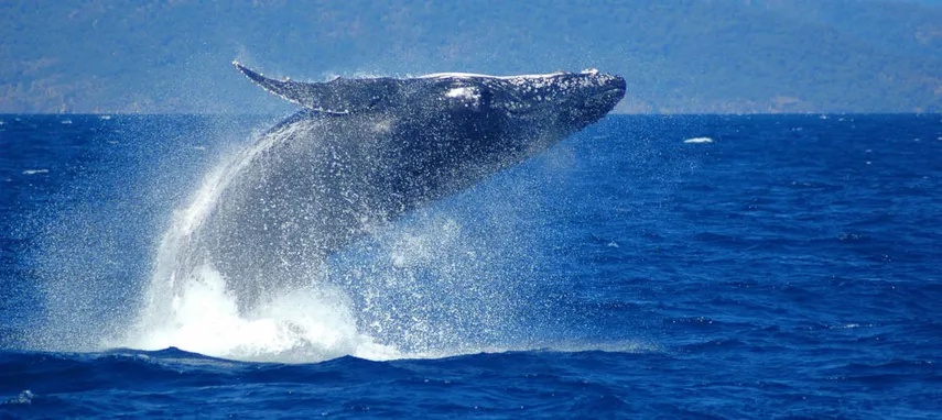 Cairns Whale Watching and Fitzroy Island Adventure | Experience Oz