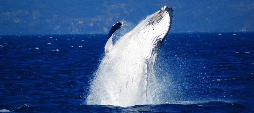 Cairns Whale Watching and Fitzroy Island Adventure | Experience Oz
