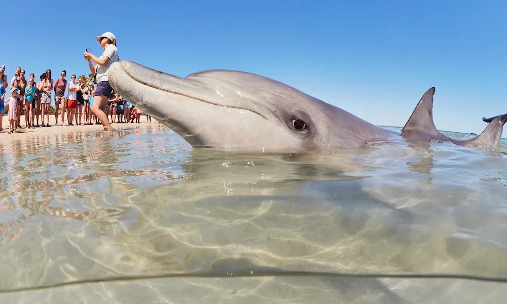 Monkey Mia Dolphin Encounter with Flights | Experience Oz + NZ-2