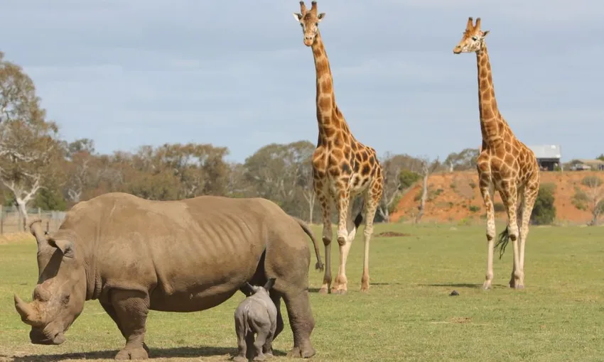 Werribee Open Range Zoo Off Road Safari and Admission 