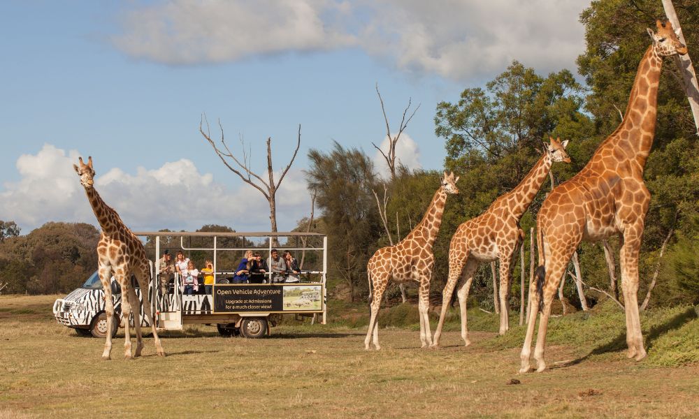Werribee Open Range Zoo Off Road Safari and Admission 