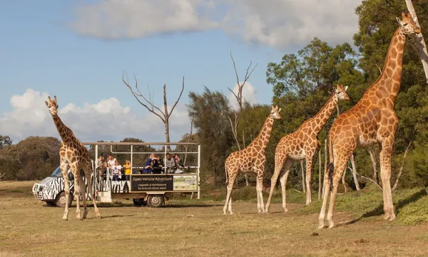 Werribee Open Range Zoo Off Road Safari and Admission