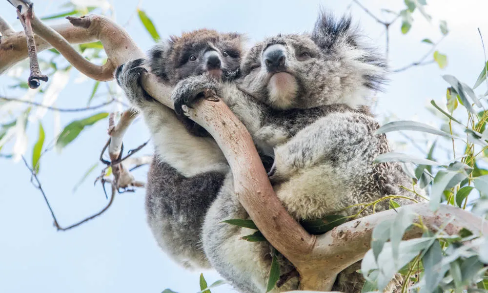 Phillip Island Wildlife Tour From Melbourne - Book Now | Experience Oz-6