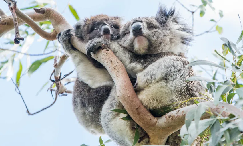 Phillip Island Wildlife Tour From Melbourne - Book Now | Experience Oz