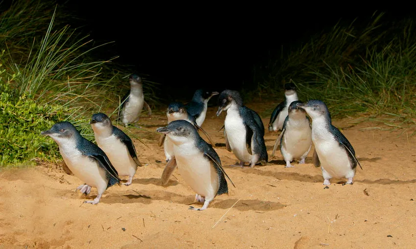 Phillip Island Wildlife Tour From Melbourne - Book Now | Experience Oz