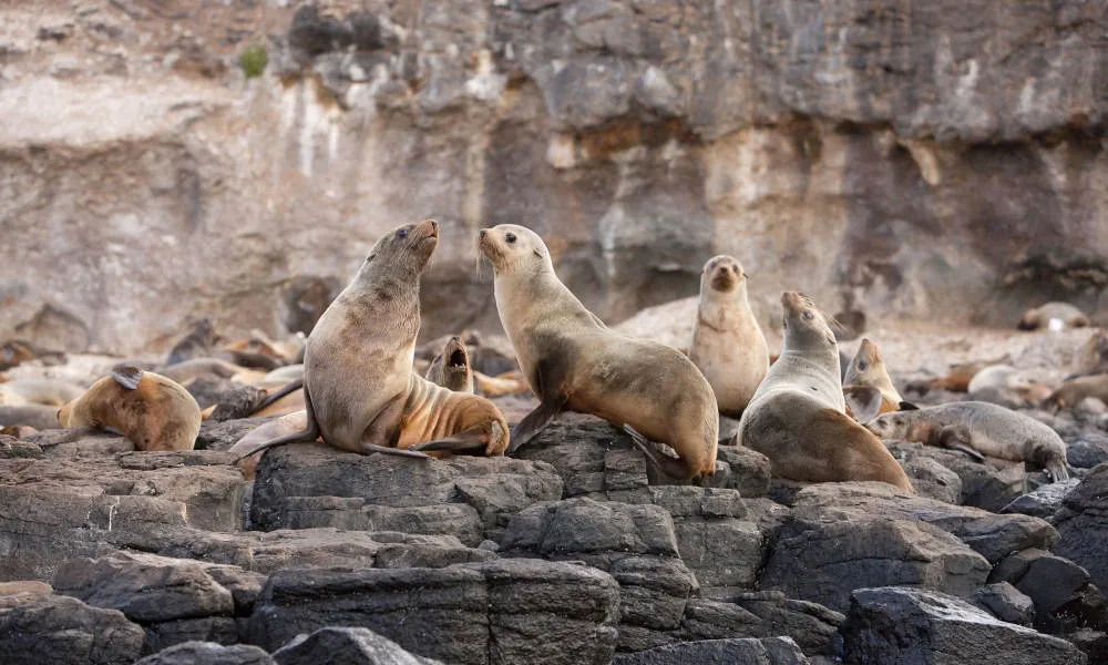 Phillip Island Wildlife Tour From Melbourne - Book Now | Experience Oz-5