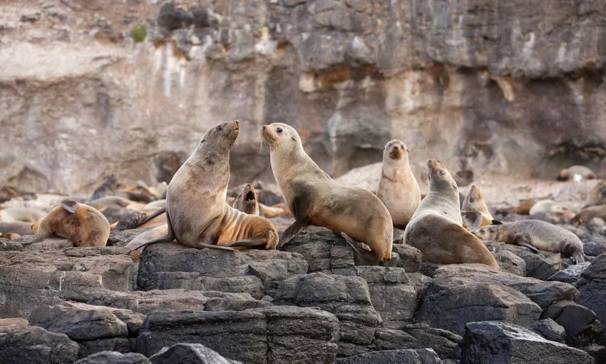 Phillip Island Wildlife Tour From Melbourne - Book Now | Experience Oz