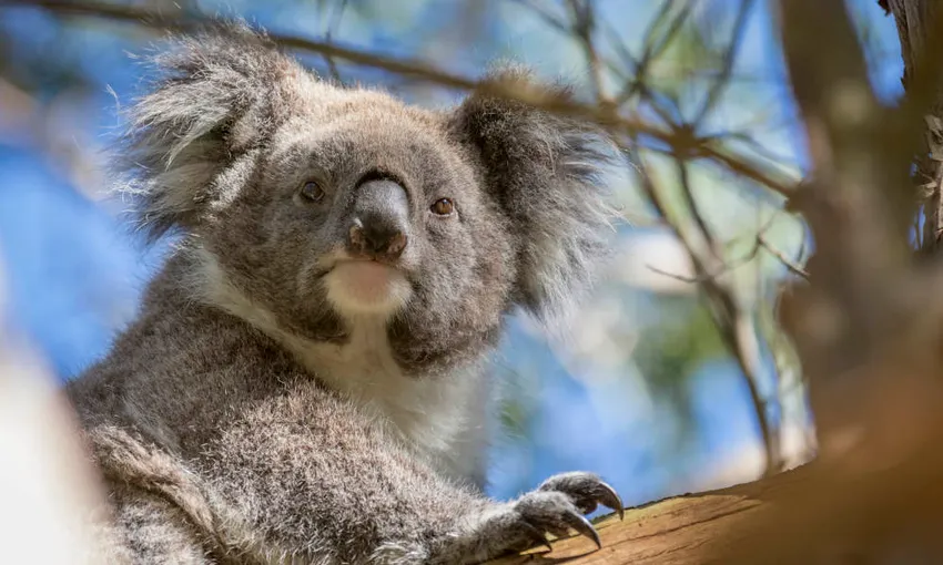 Phillip Island Wildlife Tour From Melbourne - Book Now | Experience Oz