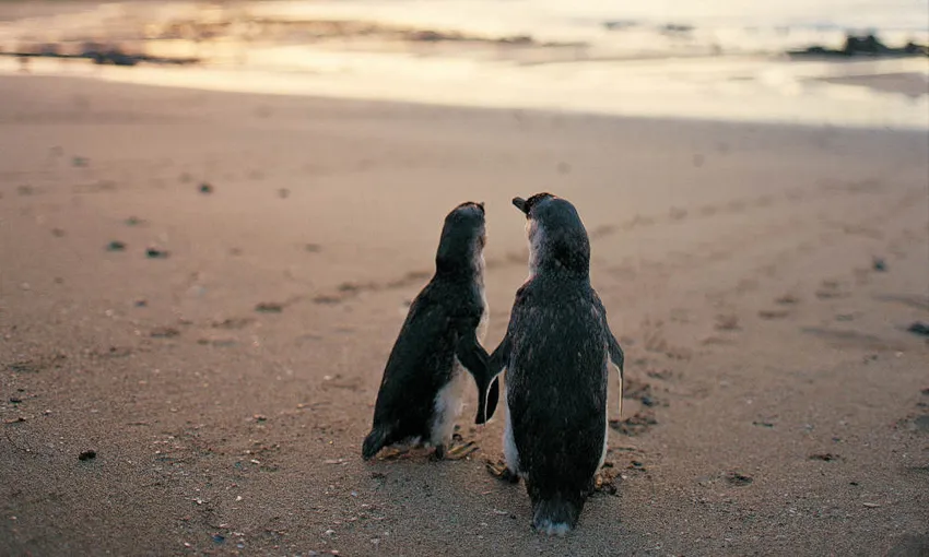 Phillip Island Wildlife Tour From Melbourne - Book Now | Experience Oz
