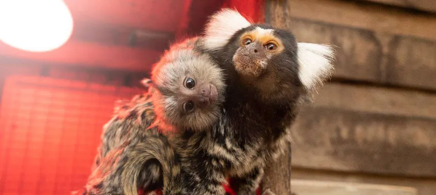 Symbio Wildlife Park Tickets | Experience Oz