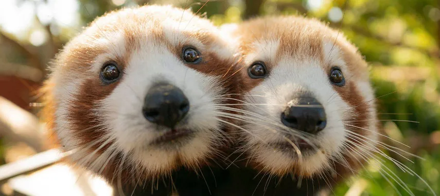 Symbio Wildlife Park Tickets | Experience Oz