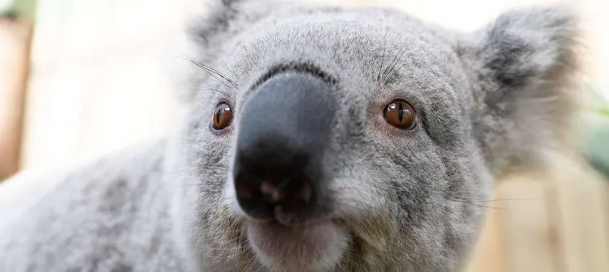 Symbio Wildlife Park Tickets | Experience Oz