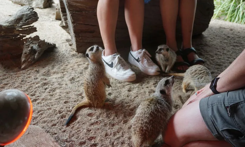 Symbio Wildlife Park Tickets | Experience Oz