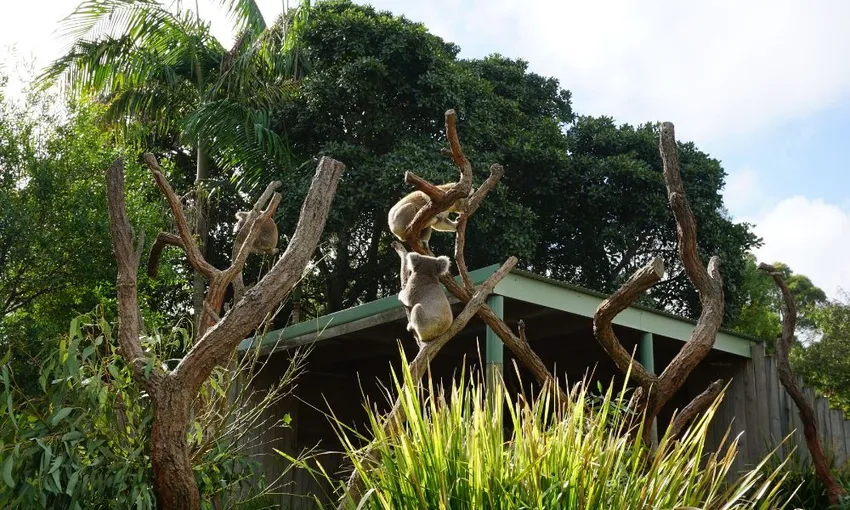 Symbio Wildlife Park Tickets | Experience Oz