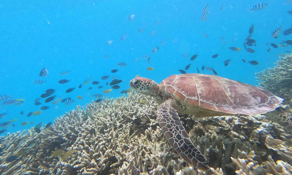 Lady Musgrave Island Day Cruise ex 1770 | Experience Oz-1