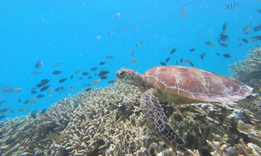 Lady Musgrave Island Day Cruise ex 1770 | Experience Oz