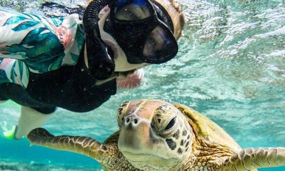 Lady Musgrave Island Day Cruise ex 1770 | Experience Oz-5