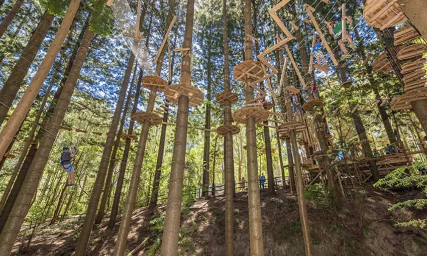 Treetops Climb and Zipline Experience, 2.5 Hours - Sydney