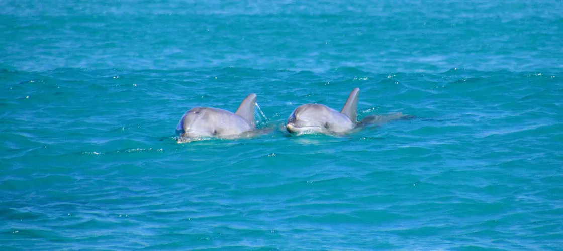 Ballina Scenic River Cruise- Book Now | Experience Oz-3