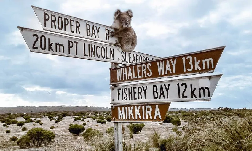 Port Lincoln Wildlife and Wine Tasting Day Tour | Experience Oz