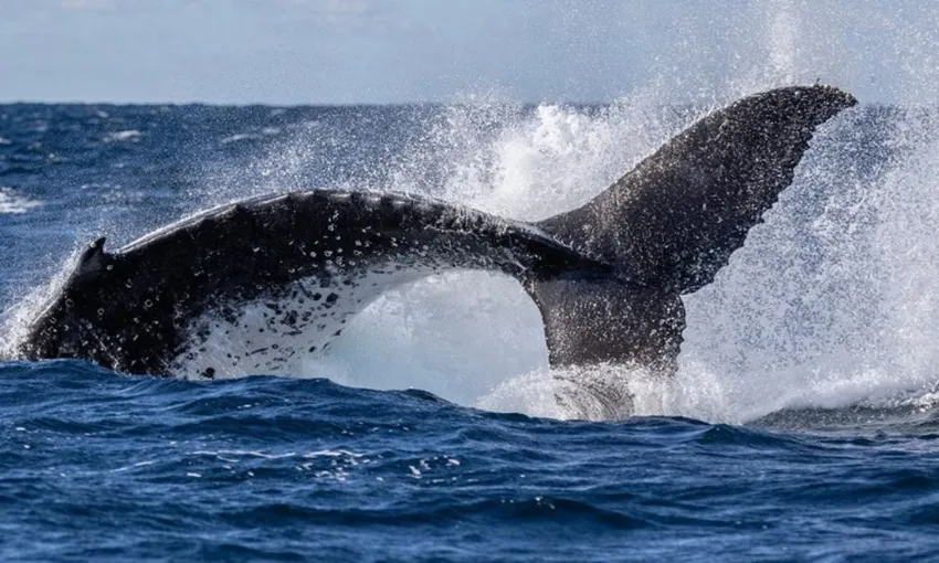 Extreme Whale Watching Safari