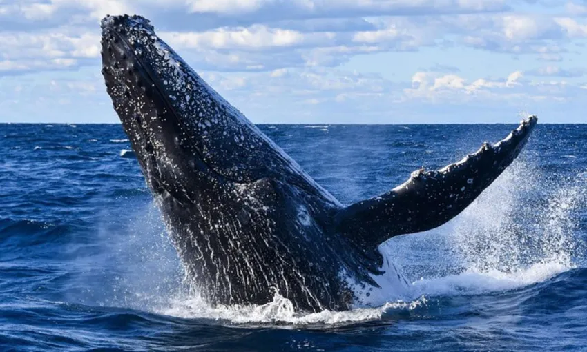 Extreme Whale Watching Safari