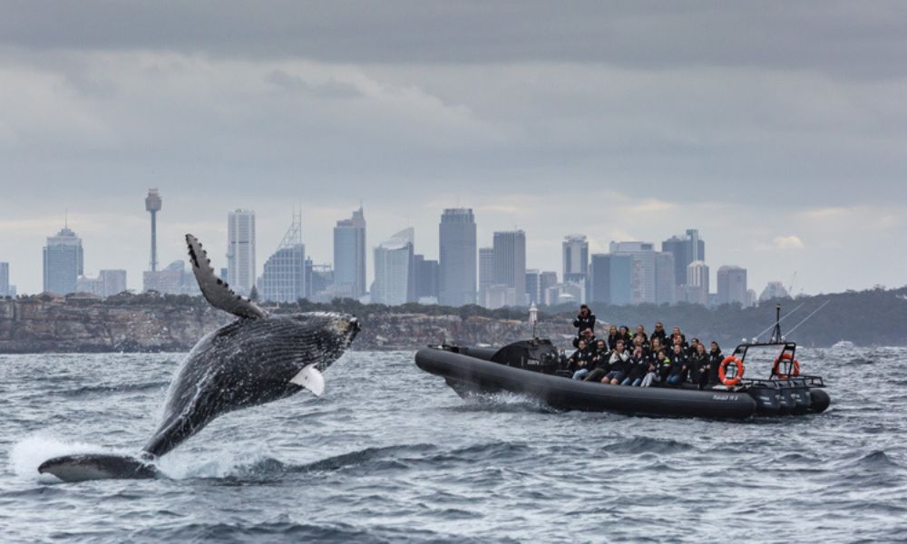 Extreme Whale Watching Safari