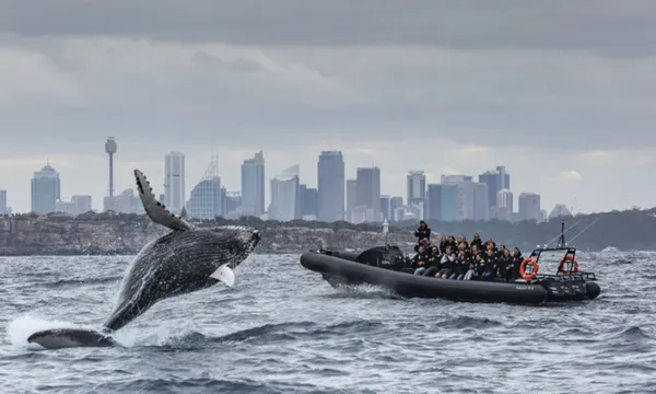 Extreme Whale Watching Safari