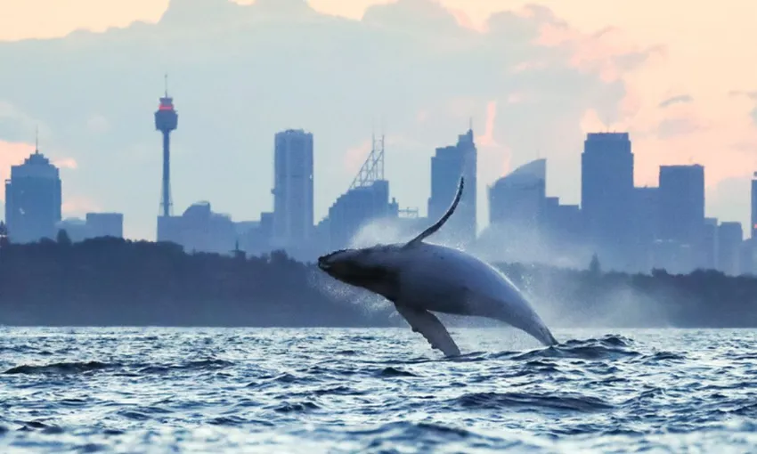 Manly Extreme Whale Watching Safari