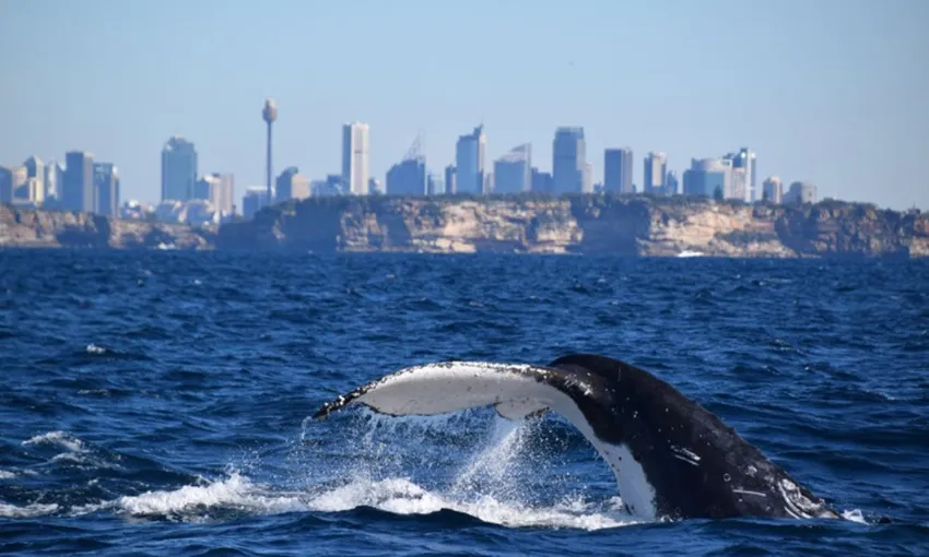 Manly Extreme Whale Watching Safari
