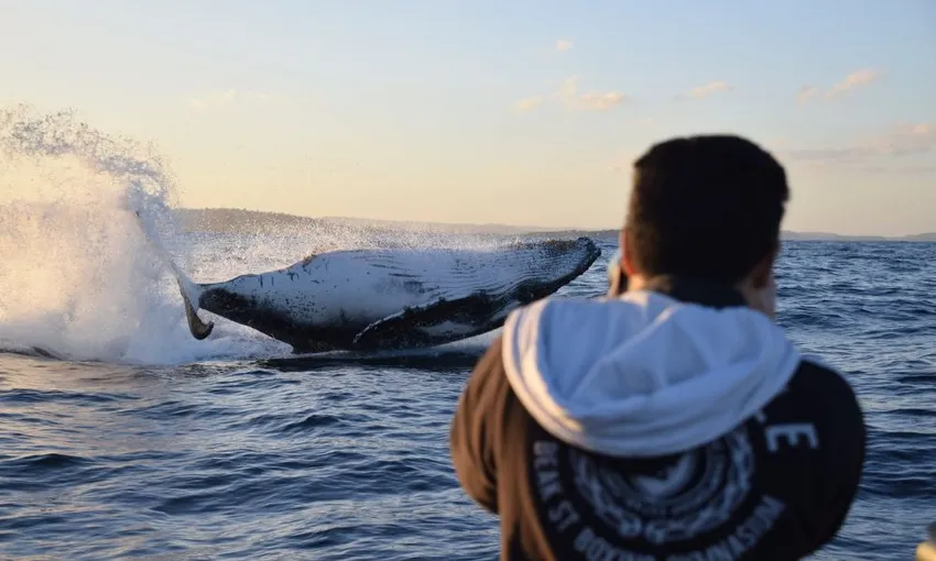 Manly Extreme Whale Watching Safari